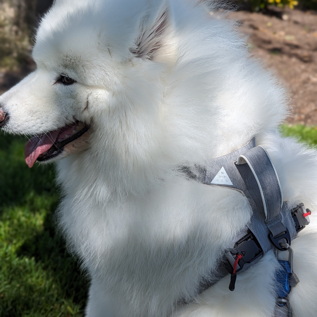 Click & Walk harness buckle detail