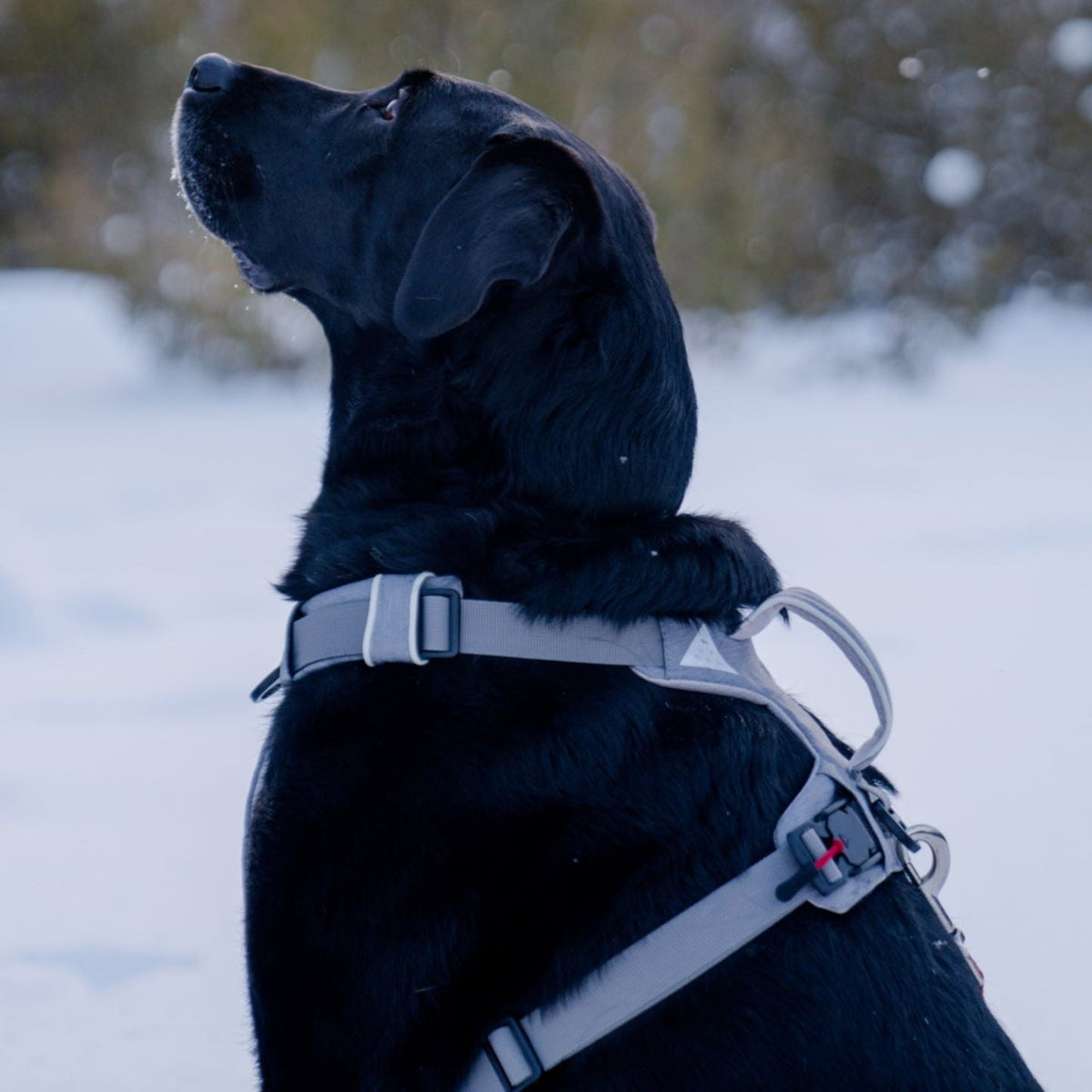 Click & Walk magnetic dog harness with handle