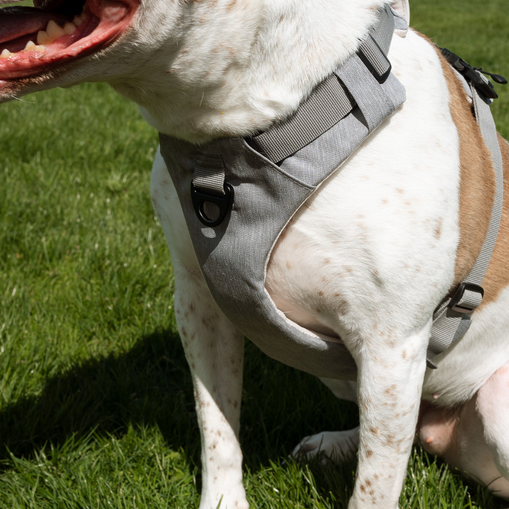 Click & Walk front and back leash clips