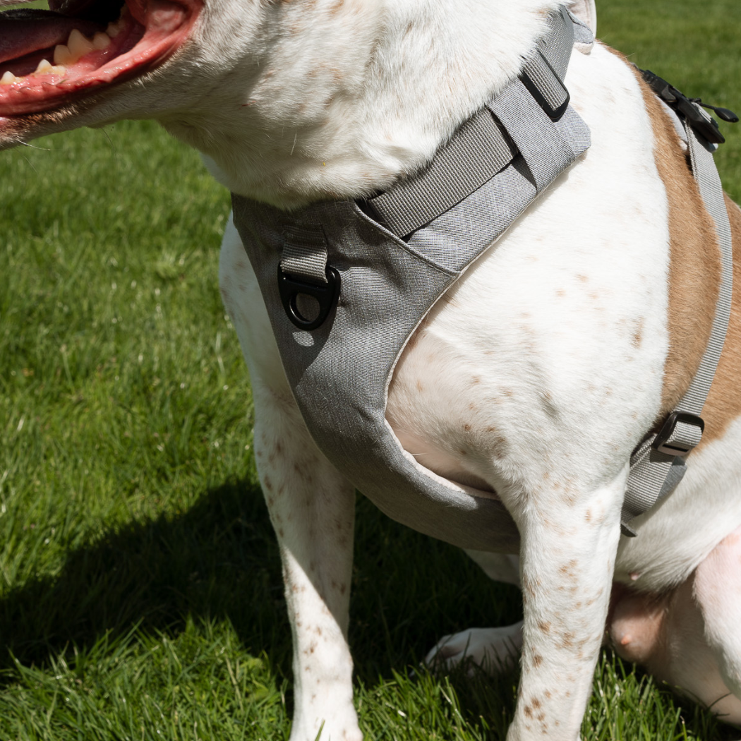 Click & Walk front and back leash clips