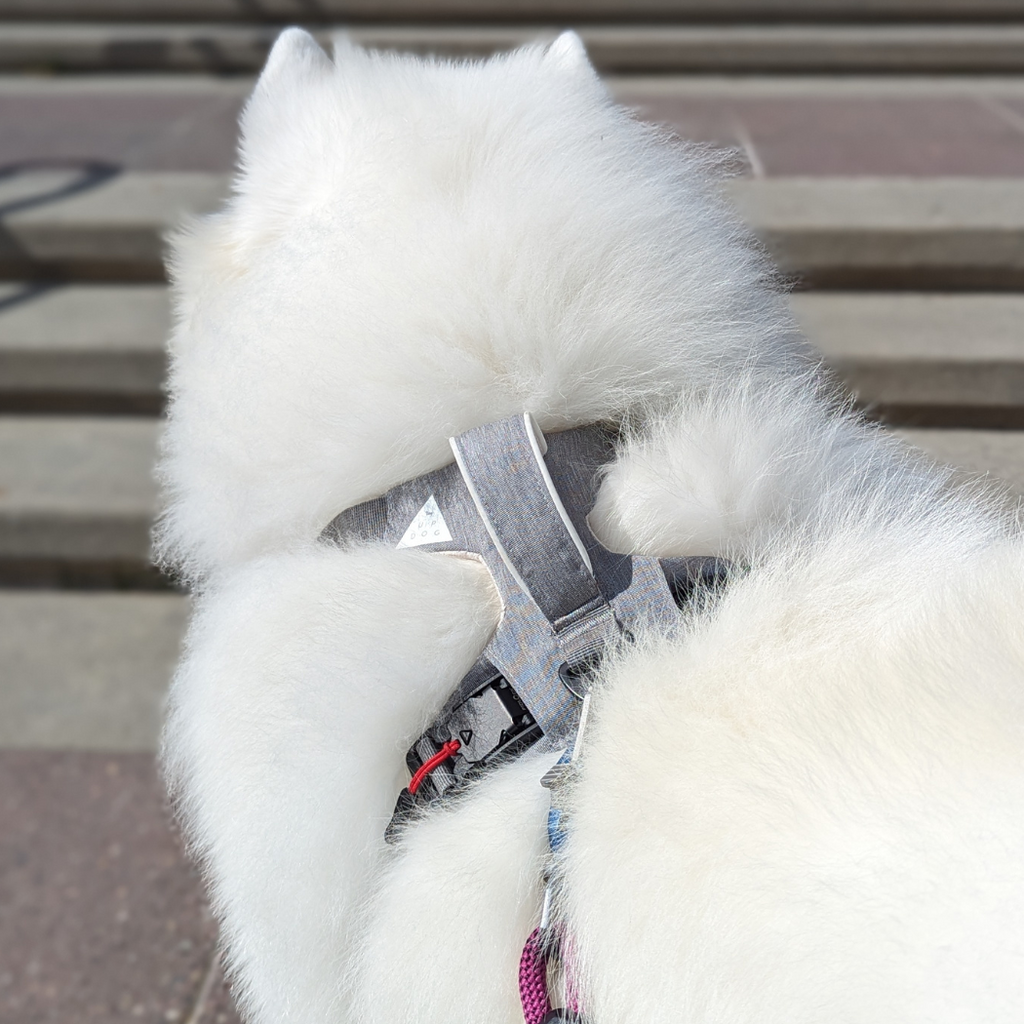 Click & Walk harness padding and fit