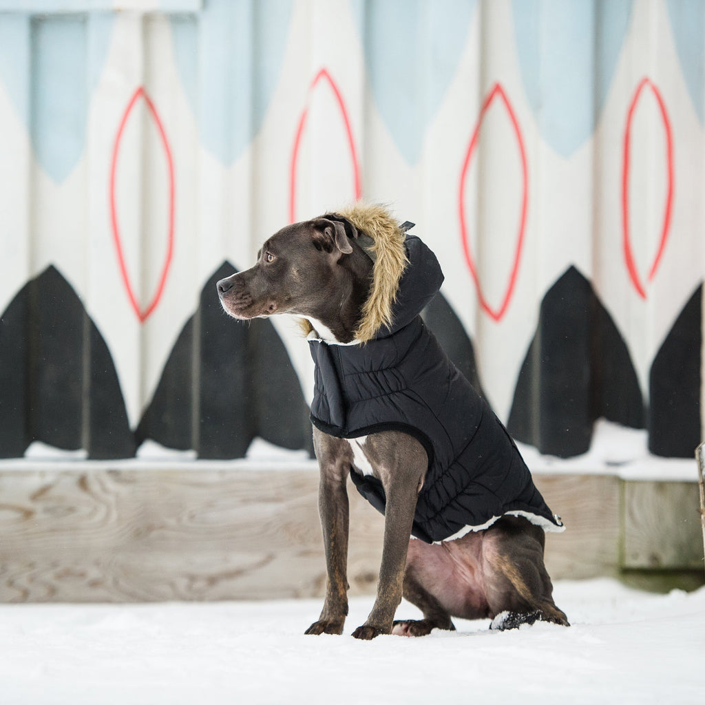 Snow Day™ GF Pet Insulated Dog Parka – Black – photo 5