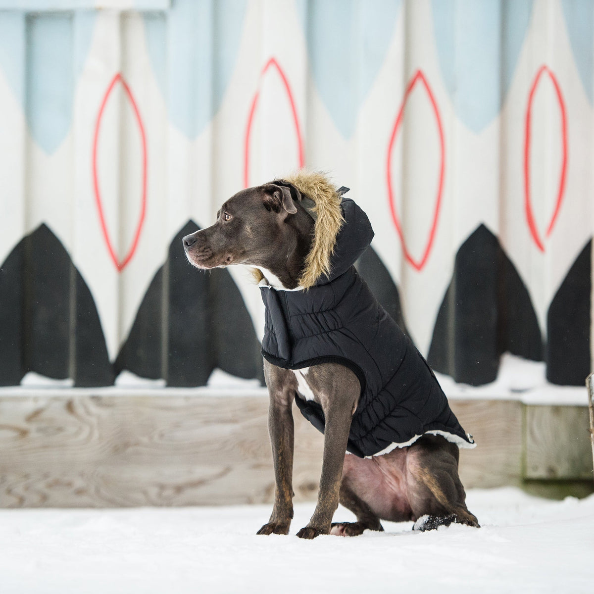 Snow Day™ GF Pet Insulated Dog Parka – Black – photo 5