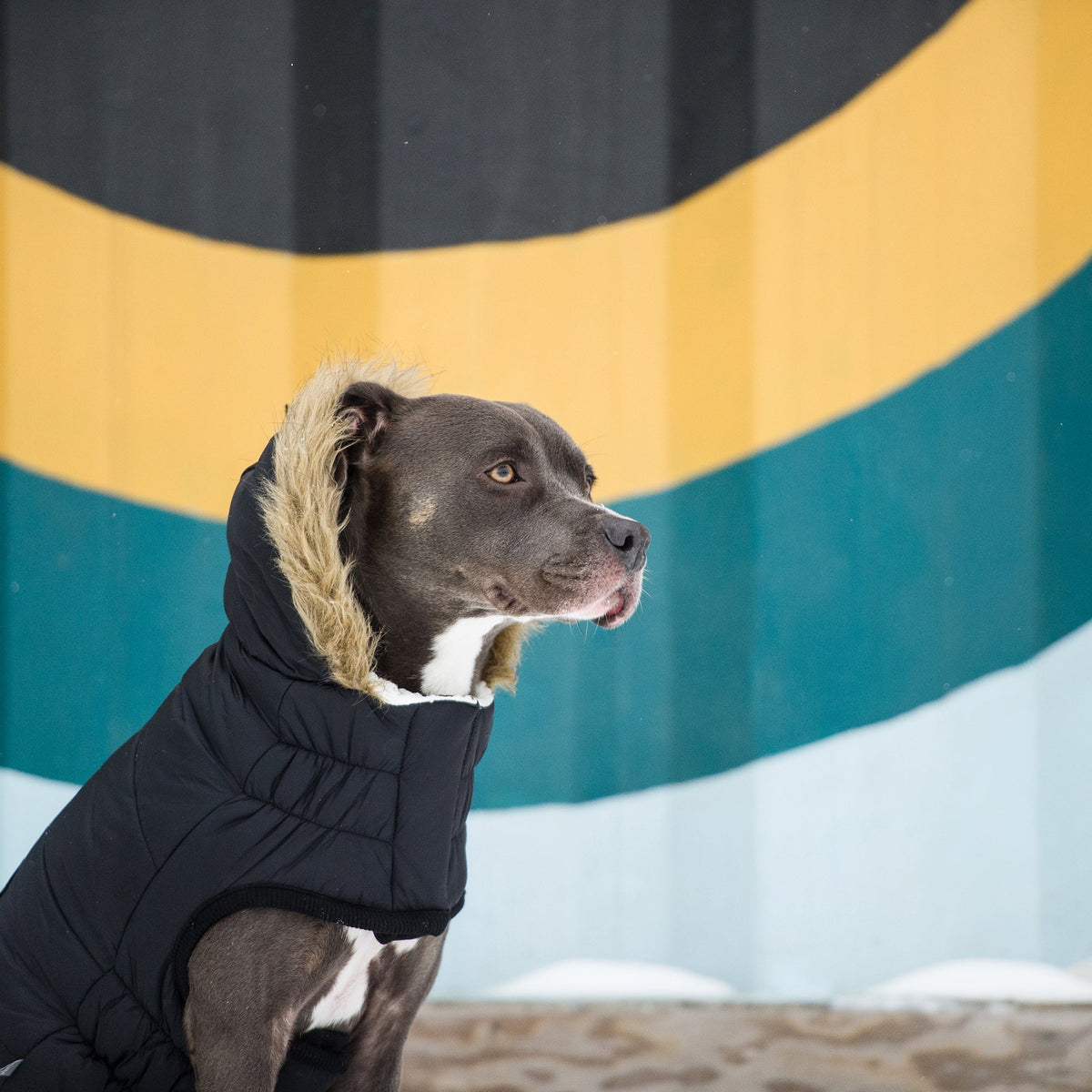Snow Day™ GF Pet Insulated Dog Parka – Black – photo 6