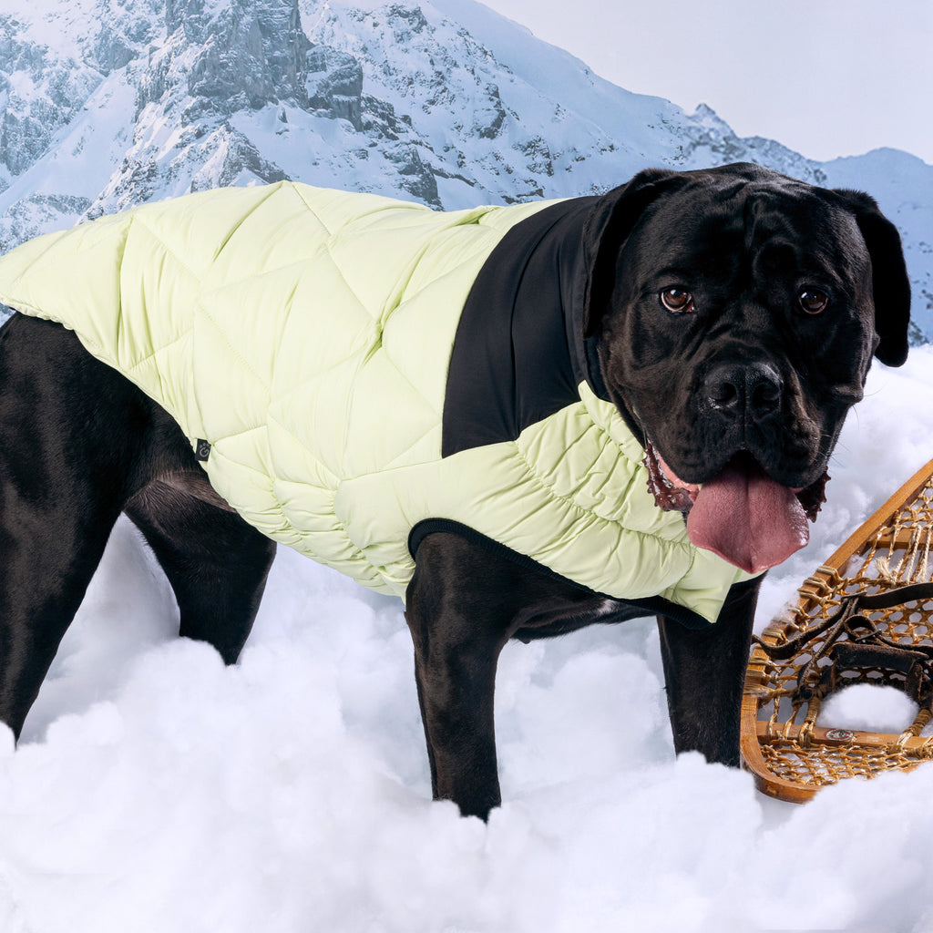 Puffy Pup™ GF Pet Diamond Quilted Dog Puffer – Sage