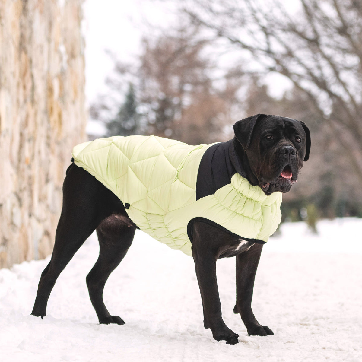 Puffy Pup™ GF Pet Diamond Quilted Dog Puffer – Sage