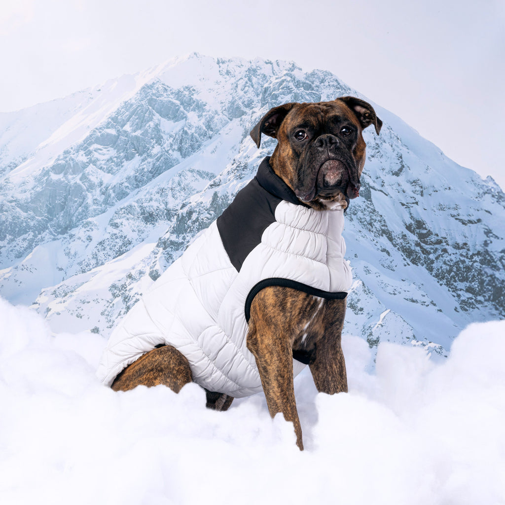 Puffy Pup™ GF Pet Diamond Quilted Dog Puffer – Ash