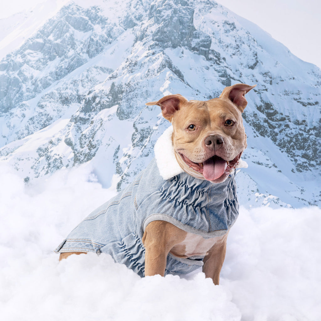 The Brooklyn™ GF Pet Sherpa-Collar Denim Dog Jacket – photo 5