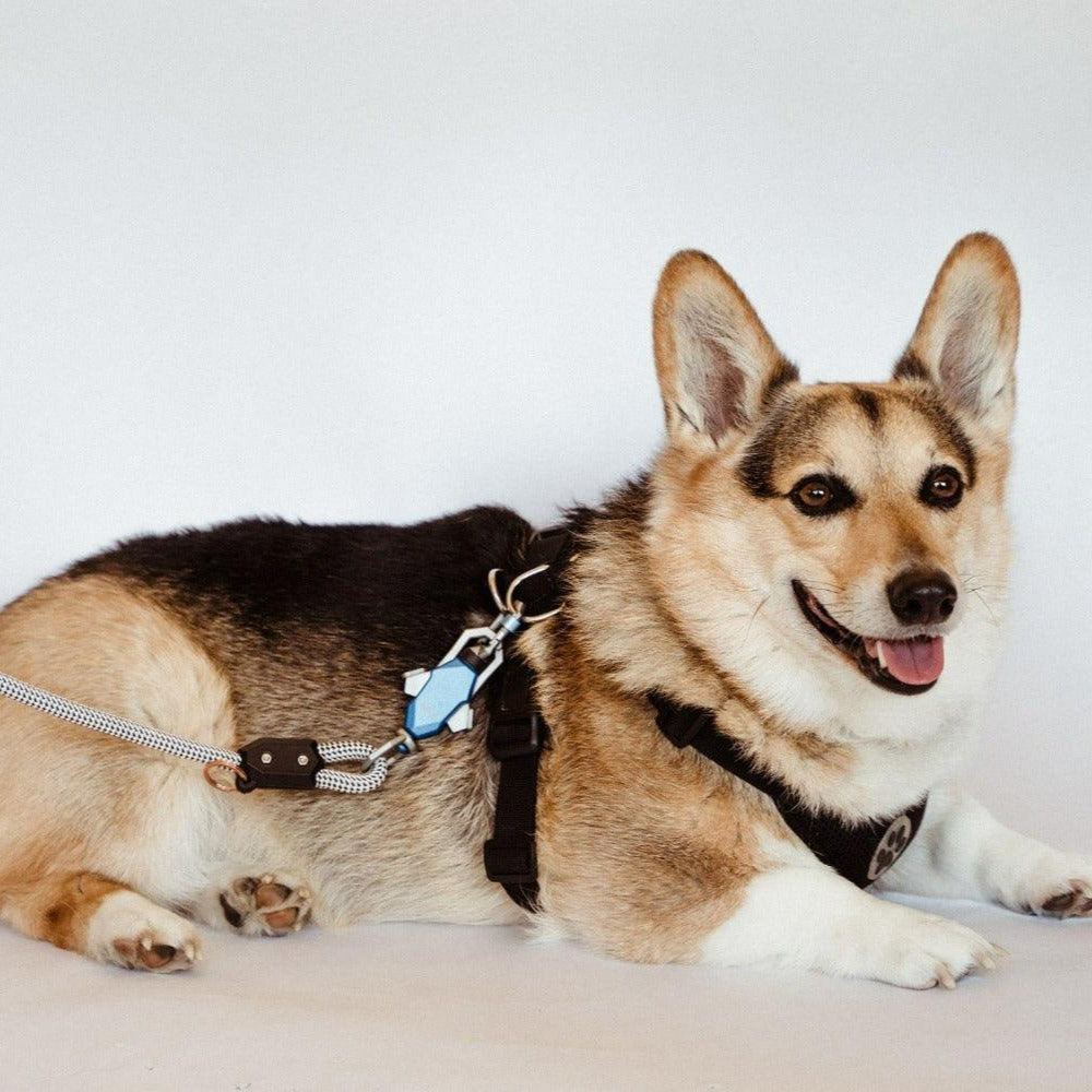 Click & Walk leash details