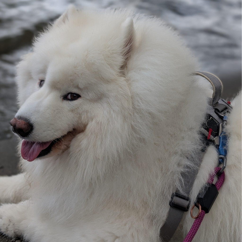 Happy dog on the Click & Walk leash
