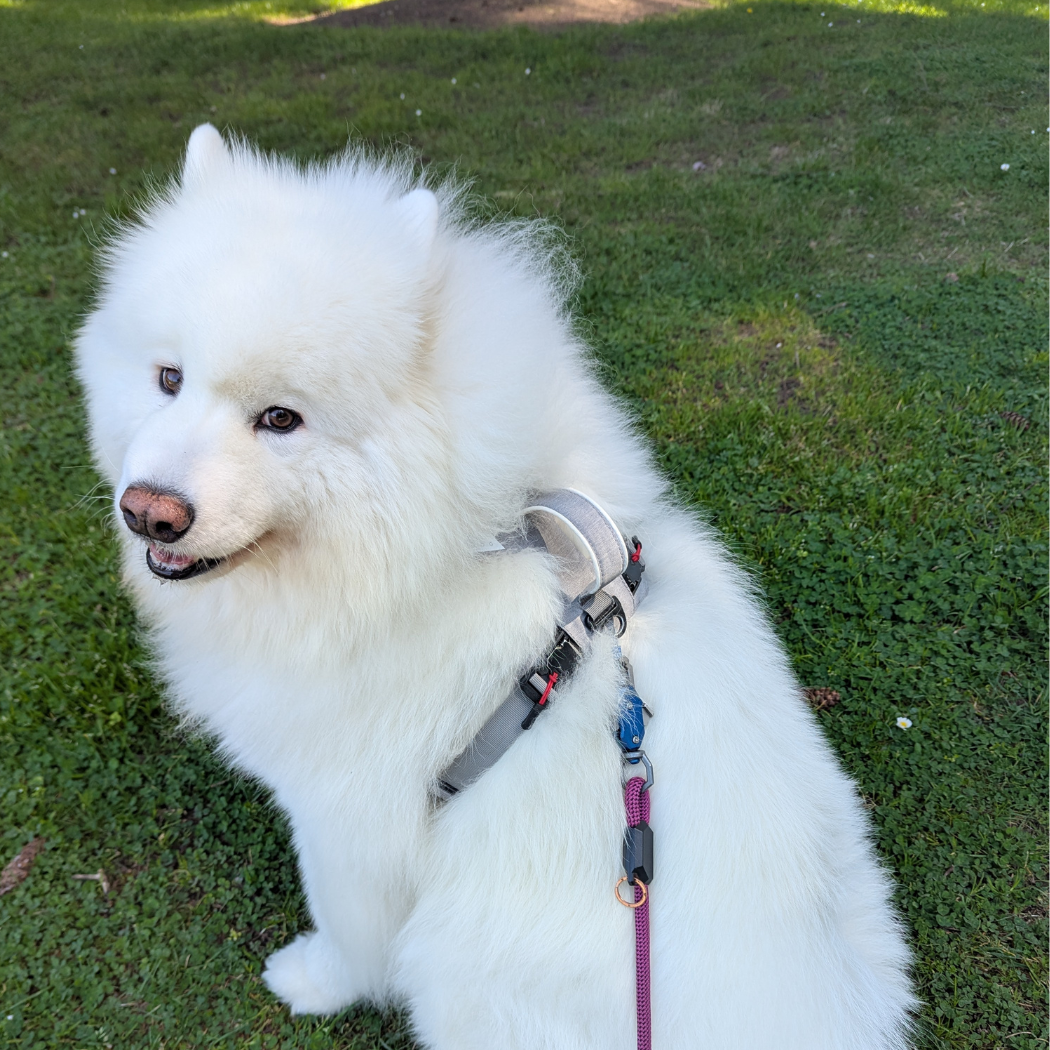 Happy dog wearing the Click & Walk harness
