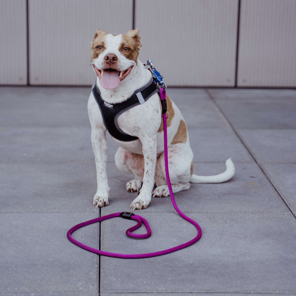 Clipping on the Click & Walk leash with one hand