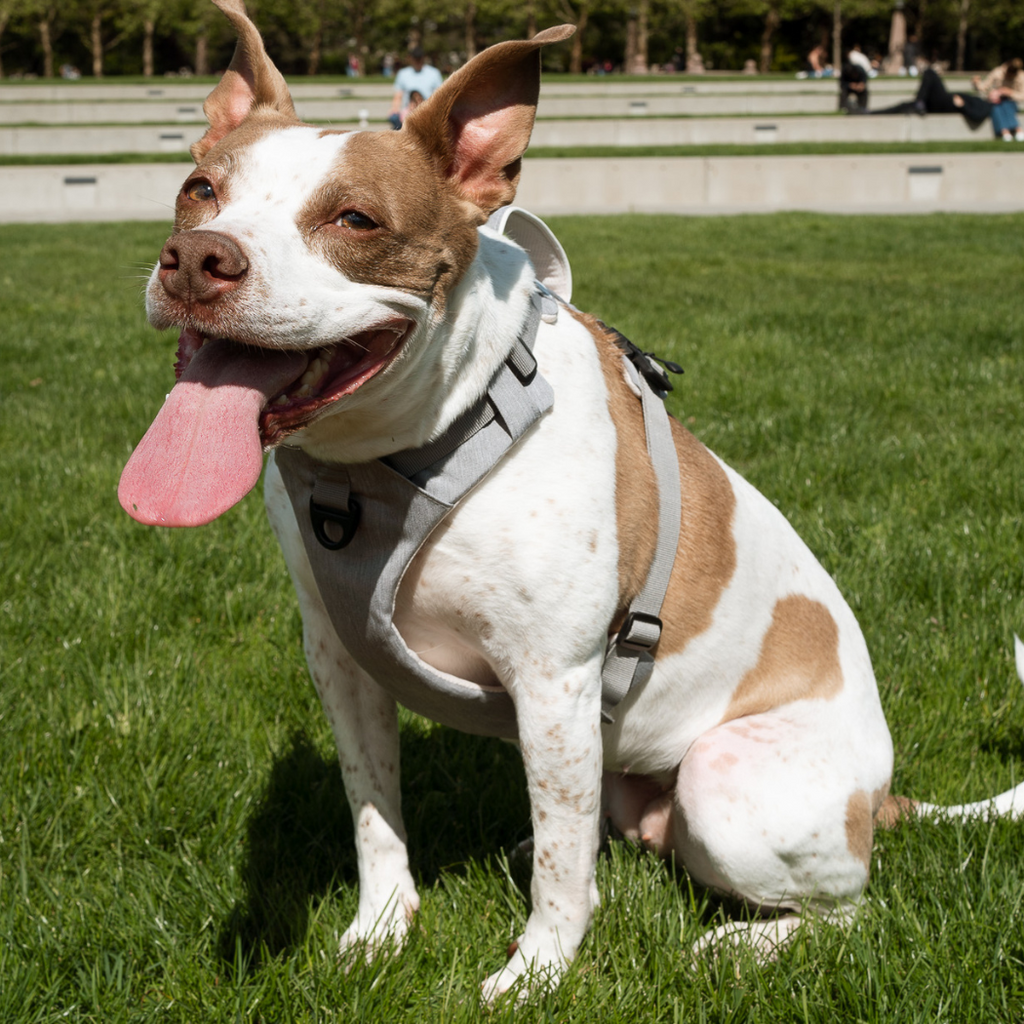 Dog wearing the Click & Walk harness outdoors