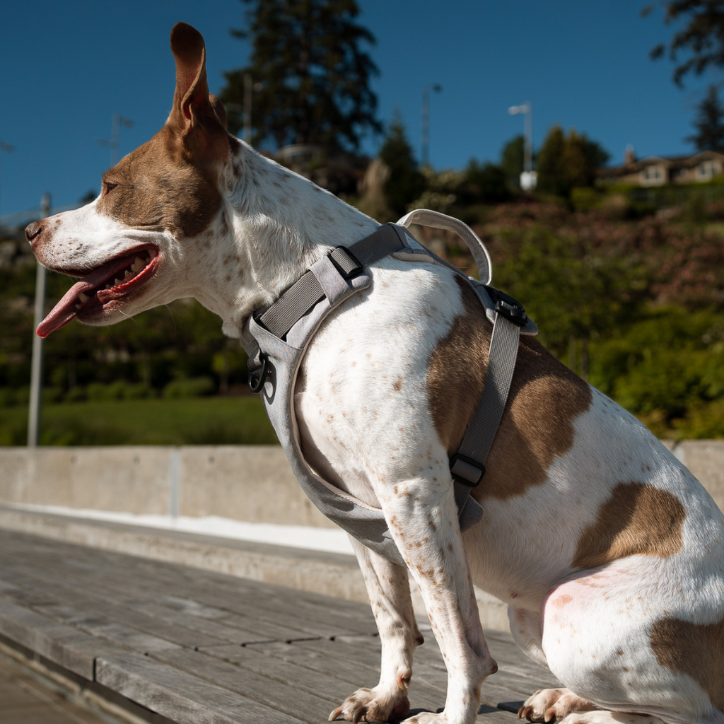 Click & Walk harness on a walk