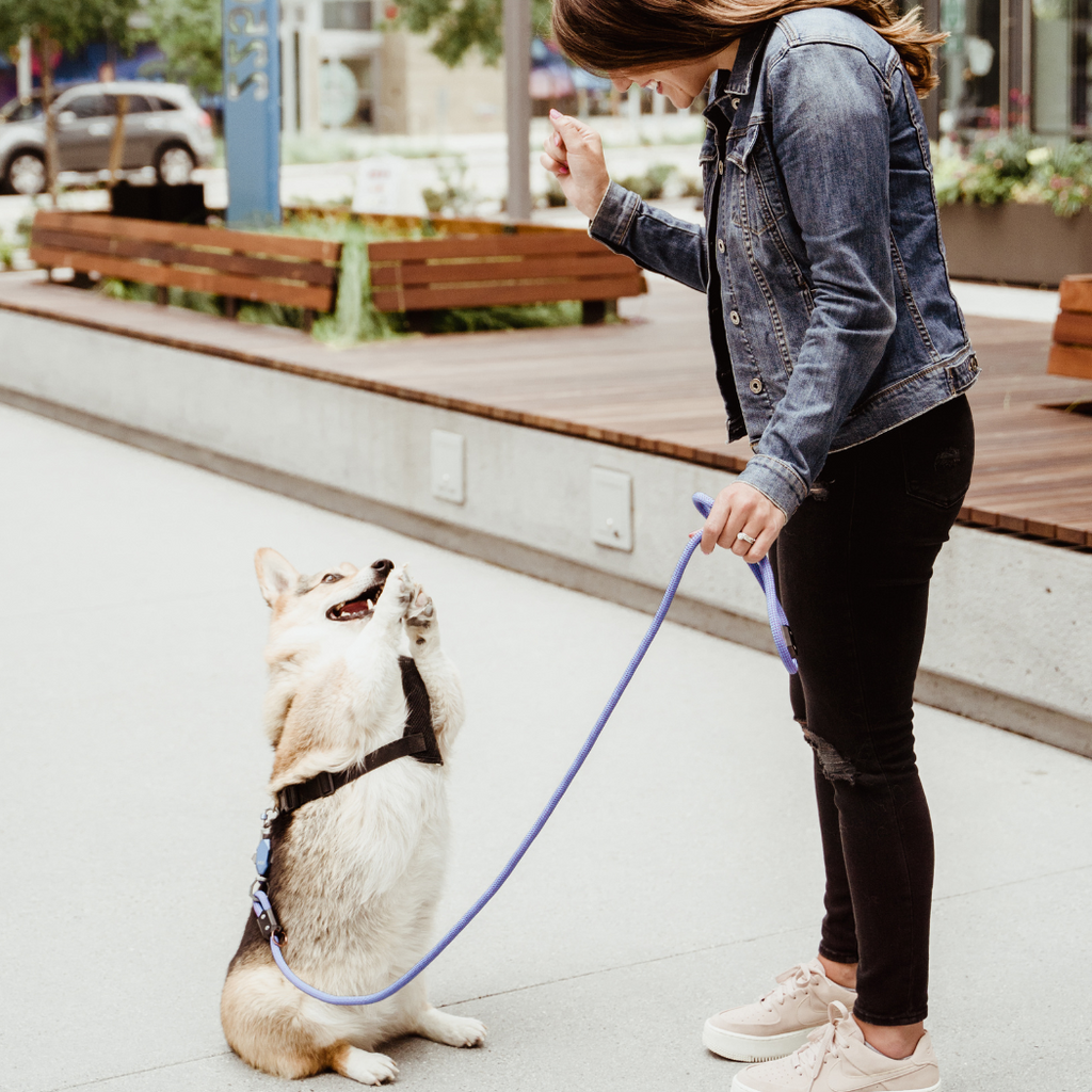 Dog walking on the Click & Walk leash