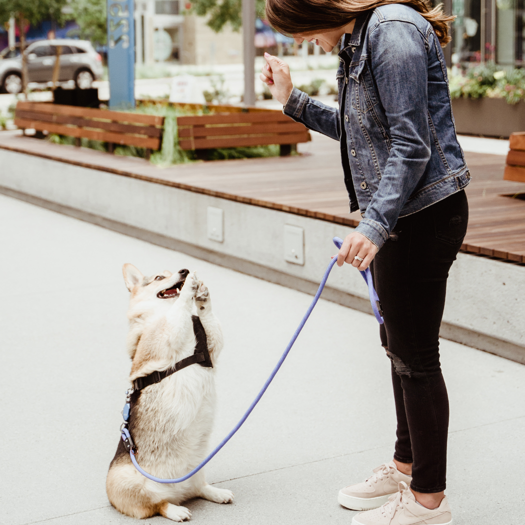 Dog walking on the Click & Walk leash