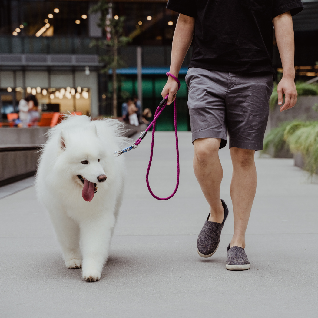 Click & Walk leash on a city walk