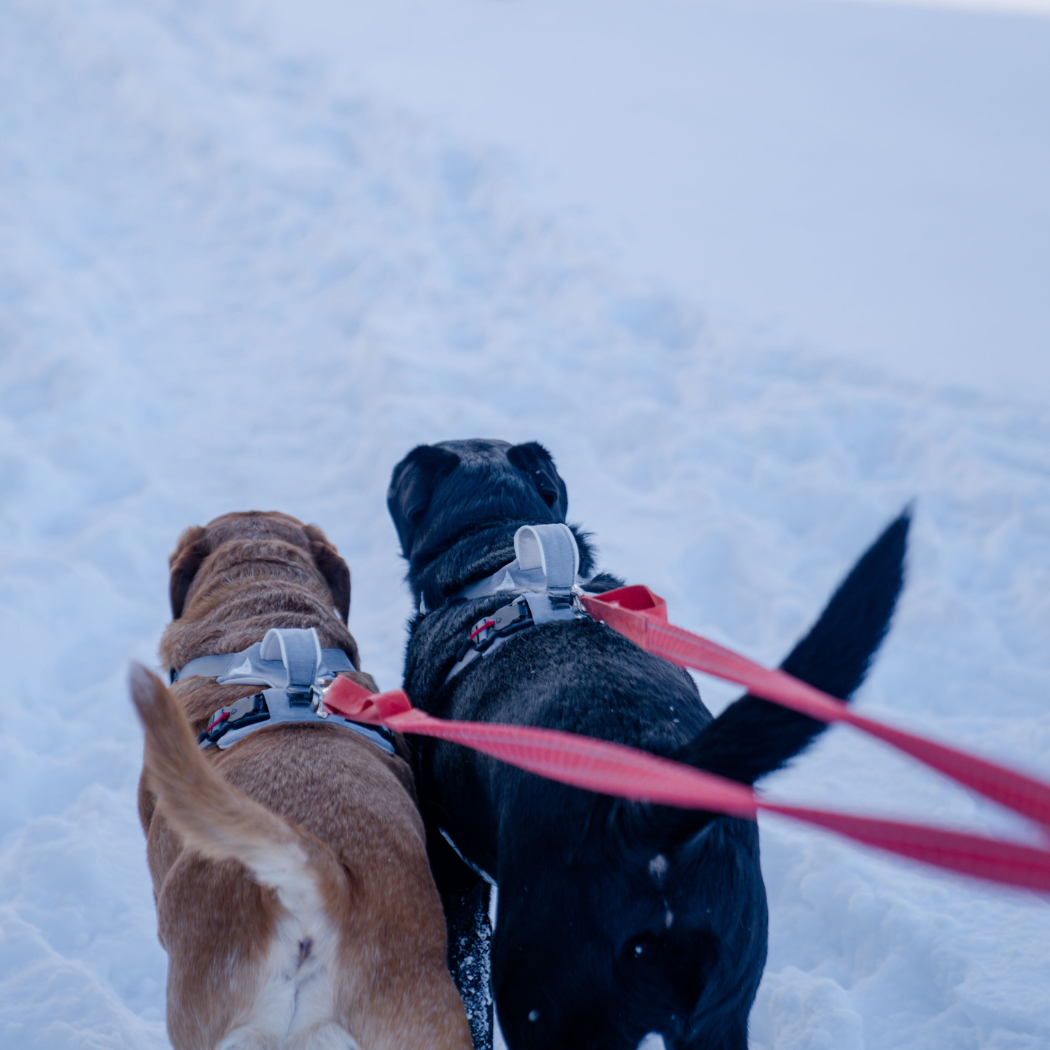 Dog in the Click & Walk harness with handle