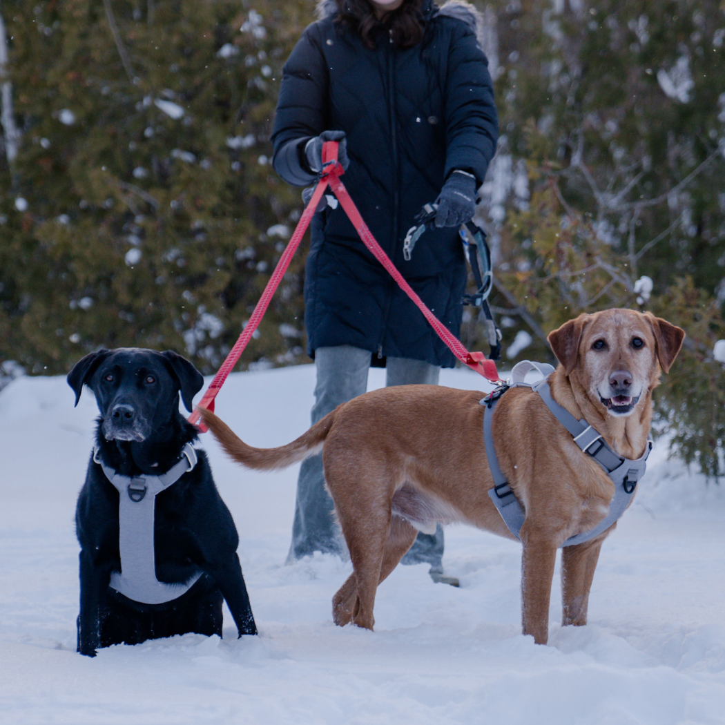 Click & Walk harness everyday walk