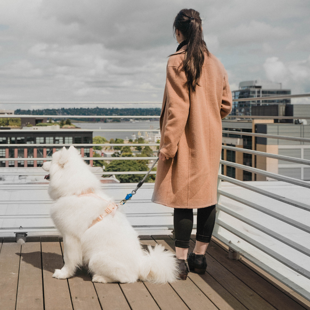 Click & Walk leash everyday walk