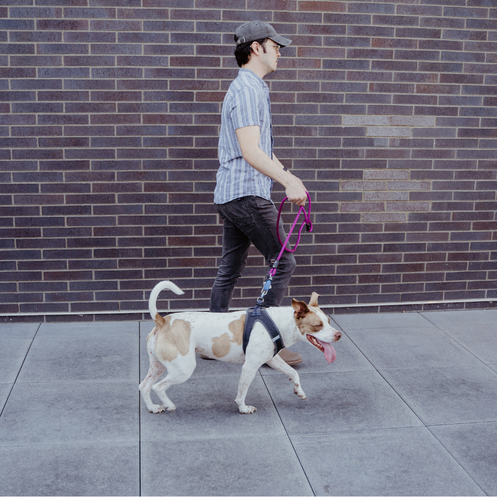Dog and owner with the Click & Walk leash