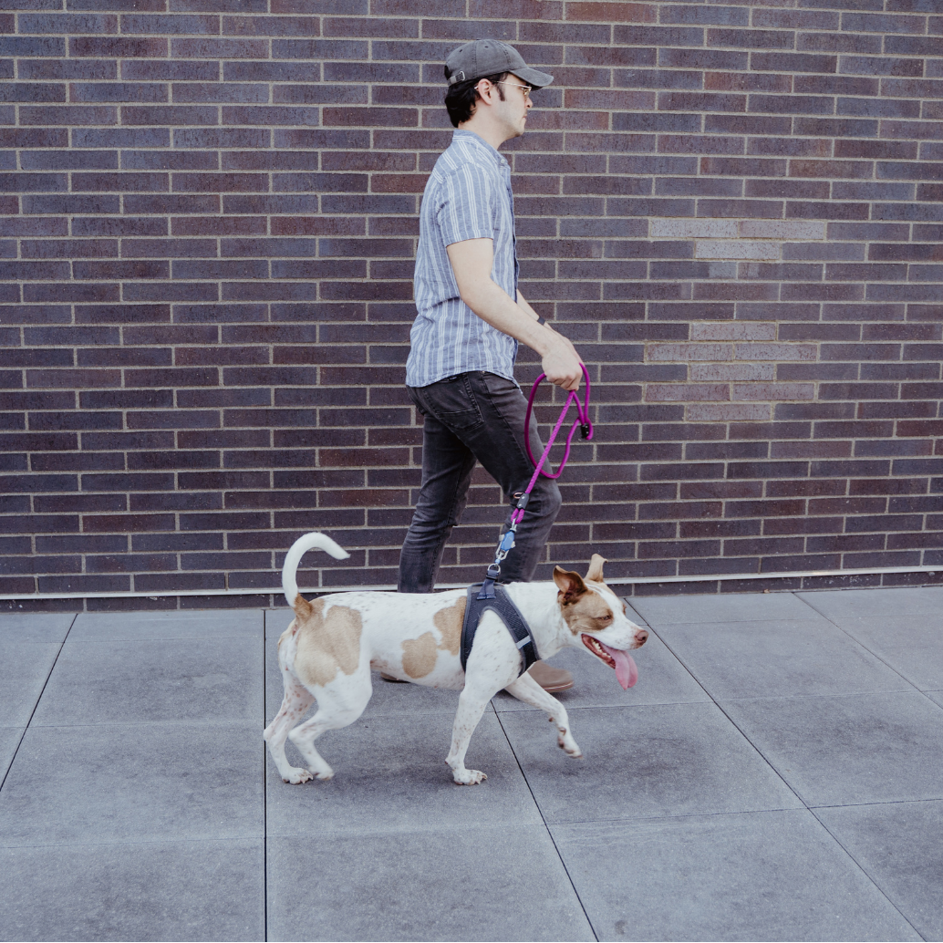 Dog and owner with the Click & Walk leash
