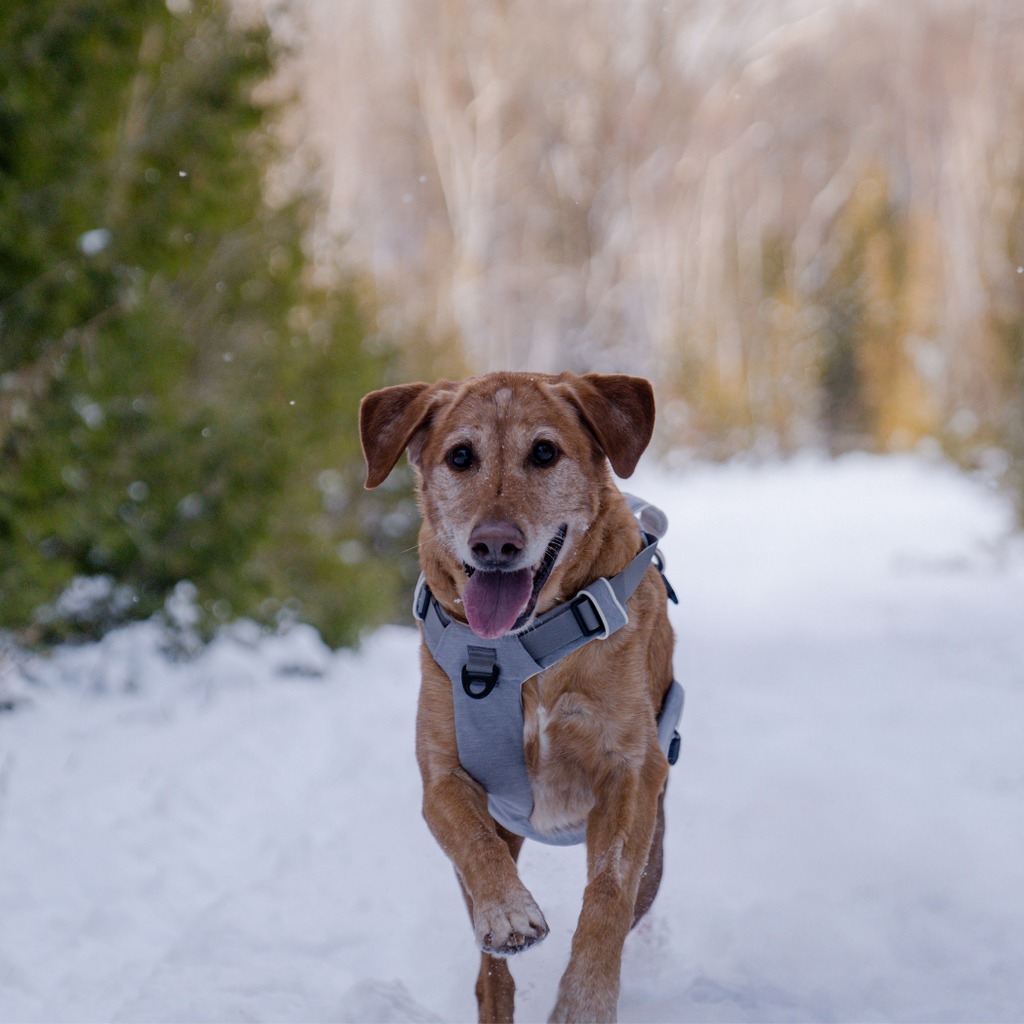 Dog walking in the Click & Walk harness